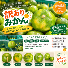 画像をギャラリービューアに読み込む, 宇和島の太陽が育てた「極早生みかん」ご自宅用 産地直送　箱込み２キロ
