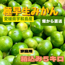 画像をギャラリービューアに読み込む, 宇和島の太陽が育てた「極早生みかん」ご自宅用 産地直送　箱込み５キロ
