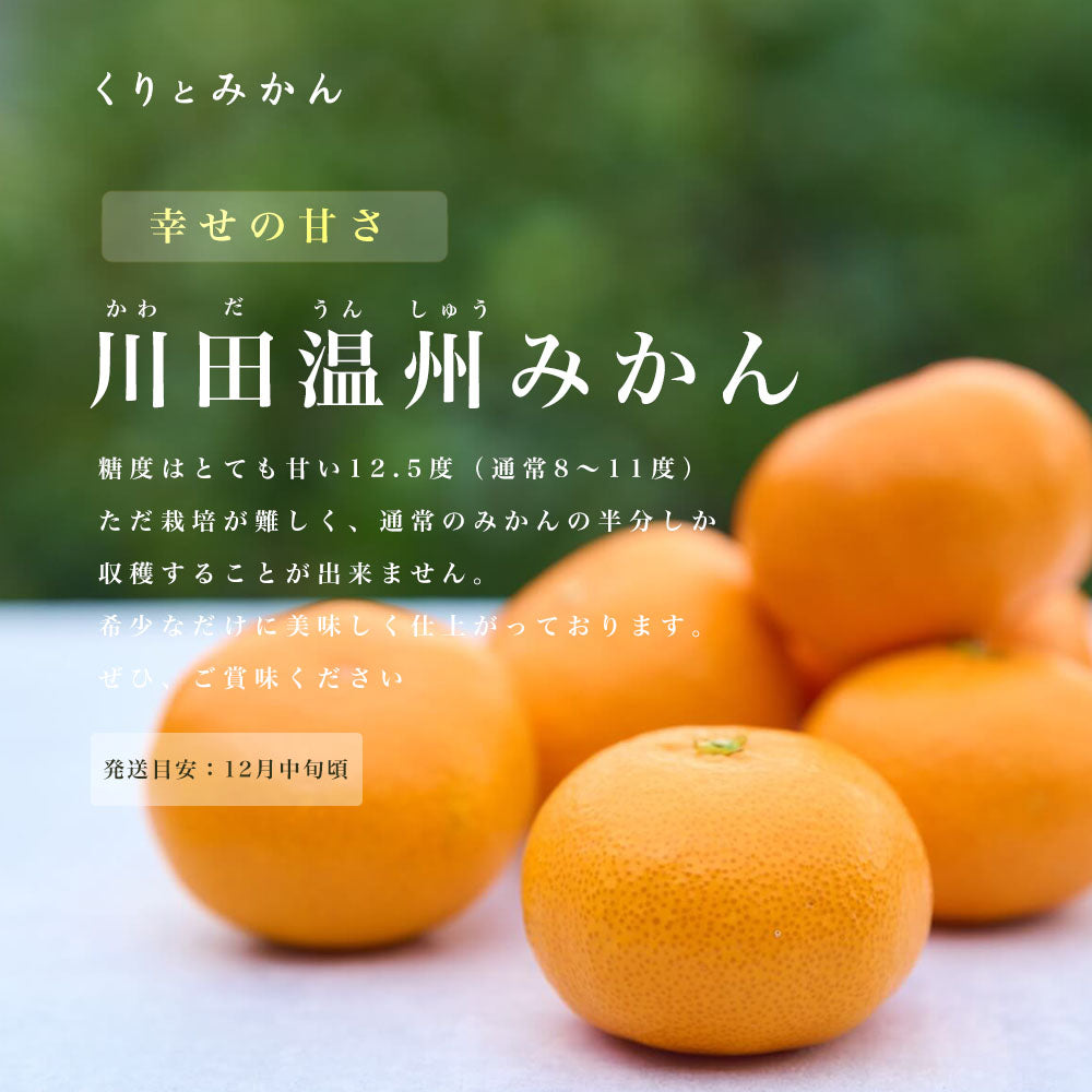 川田温州みかん 5kg