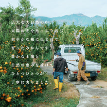 画像をギャラリービューアに読み込む, ポンカン　訳あり５キロ１月中旬より発送
