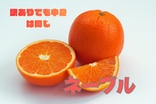 画像をギャラリービューアに読み込む, ネーブル　訳あり　５キロ　３月発送予定
