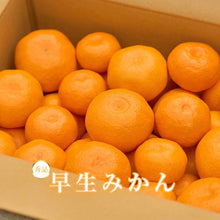 画像をギャラリービューアに読み込む, 早生みかん 秀品 5kg

