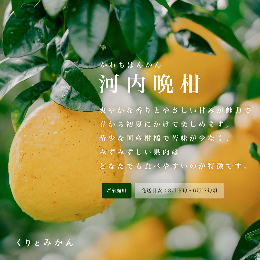 河内晩柑　10キロ　家庭用