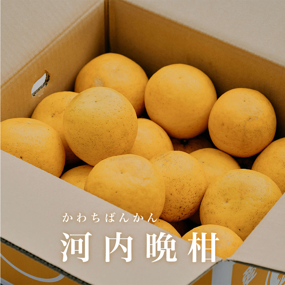 河内晩柑 5キロ 家庭用 – くりとみかん