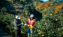画像をギャラリービューアに読み込む, ポンカン　訳あり５キロ１月中旬より発送
