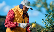 画像をギャラリービューアに読み込む, ポンカン　訳あり　２キロ　１月中旬より発送
